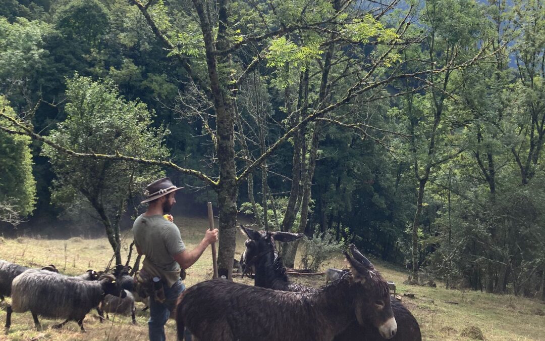 Transhumance et conférences à la Heutte